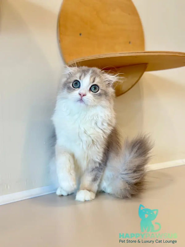 Freya Scottish Fold female blue tortie golden shaded bicolour - live animals