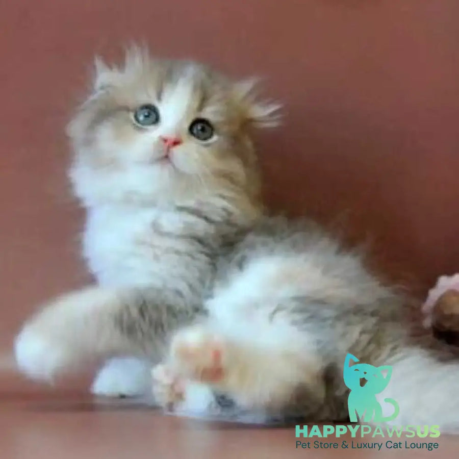 Freya Scottish Fold female blue tortie golden shaded bicolour - live animals