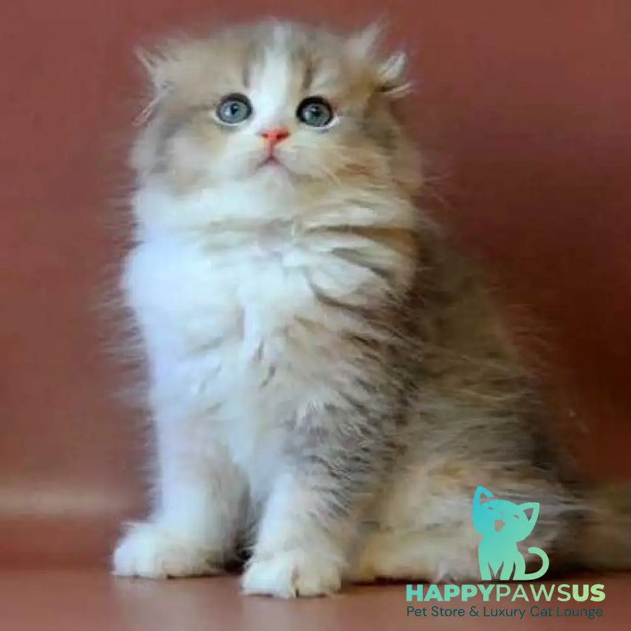 Freya Scottish Fold female blue tortie golden shaded bicolour - live animals