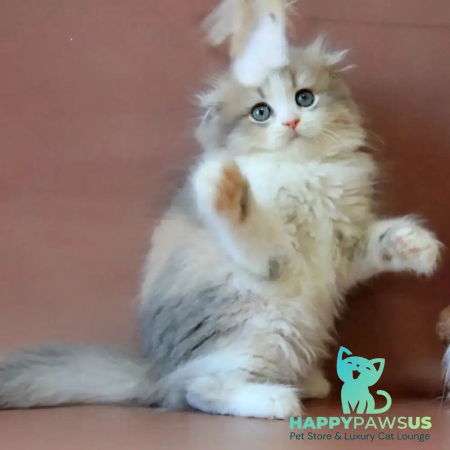 Freya Scottish Fold female blue tortie golden shaded bicolour - live animals