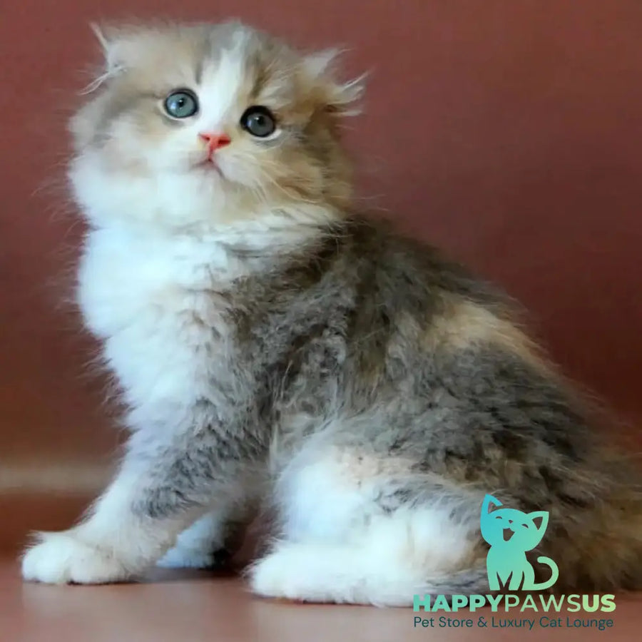 Freya Scottish Fold female blue tortie golden shaded bicolour - live animals