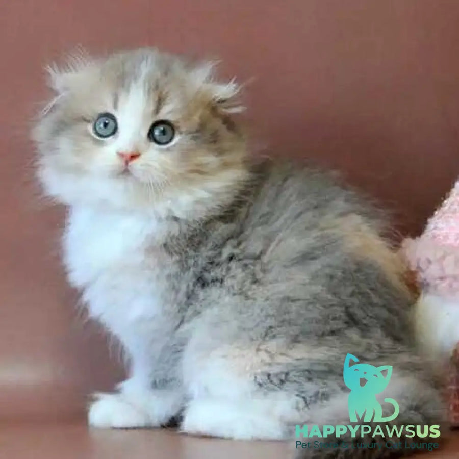 Freya Scottish Fold female blue tortie golden shaded bicolour - live animals
