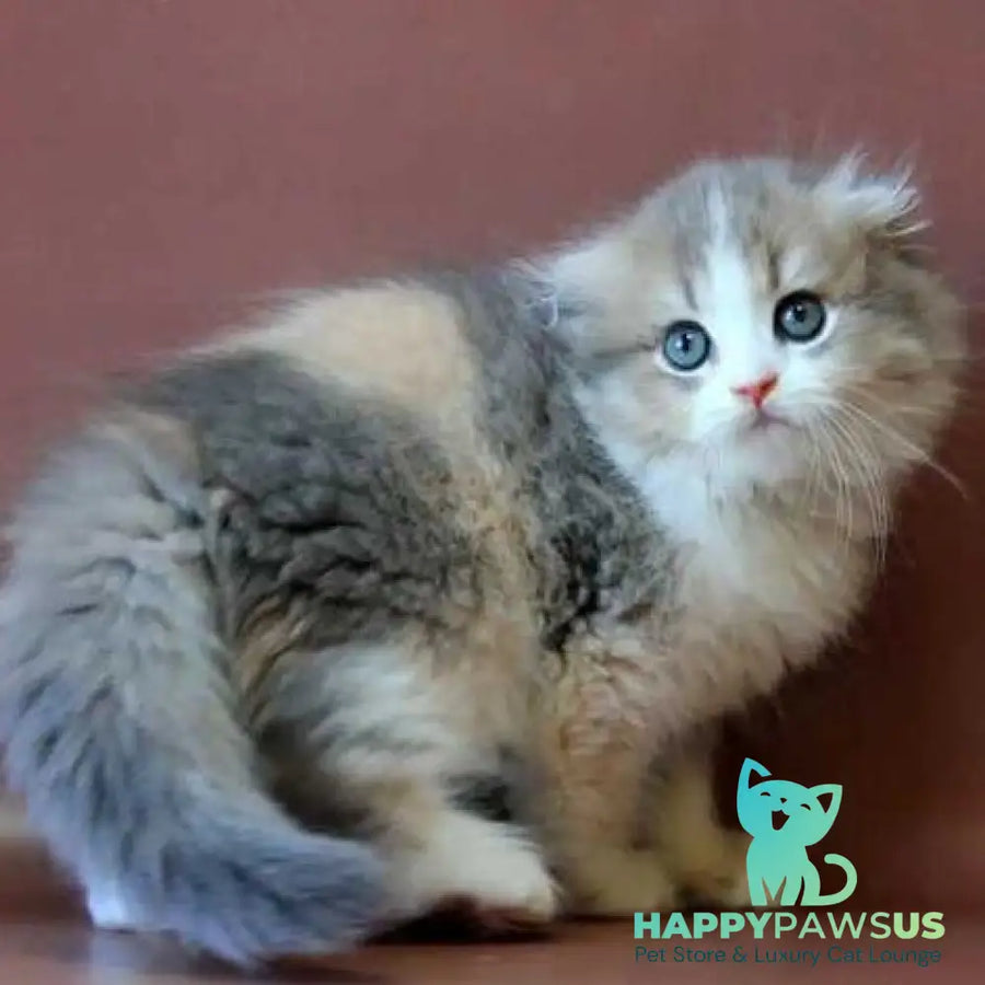 Freya Scottish Fold female blue tortie golden shaded bicolour - live animals