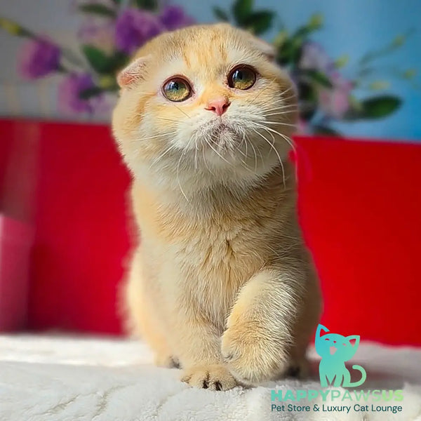 Freya Scottish Fold female chocolate golden ticked tabby - live animals