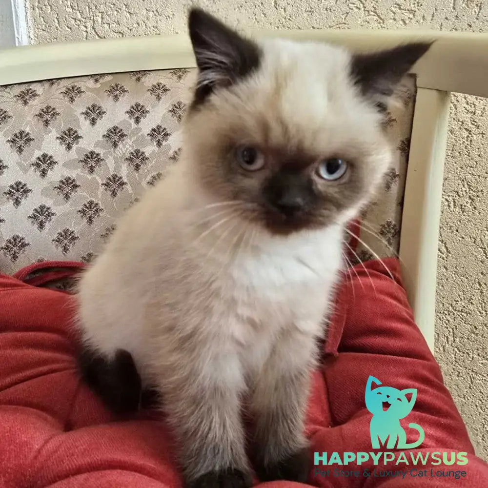 Freya Scottish Straight female black pointed - live animals