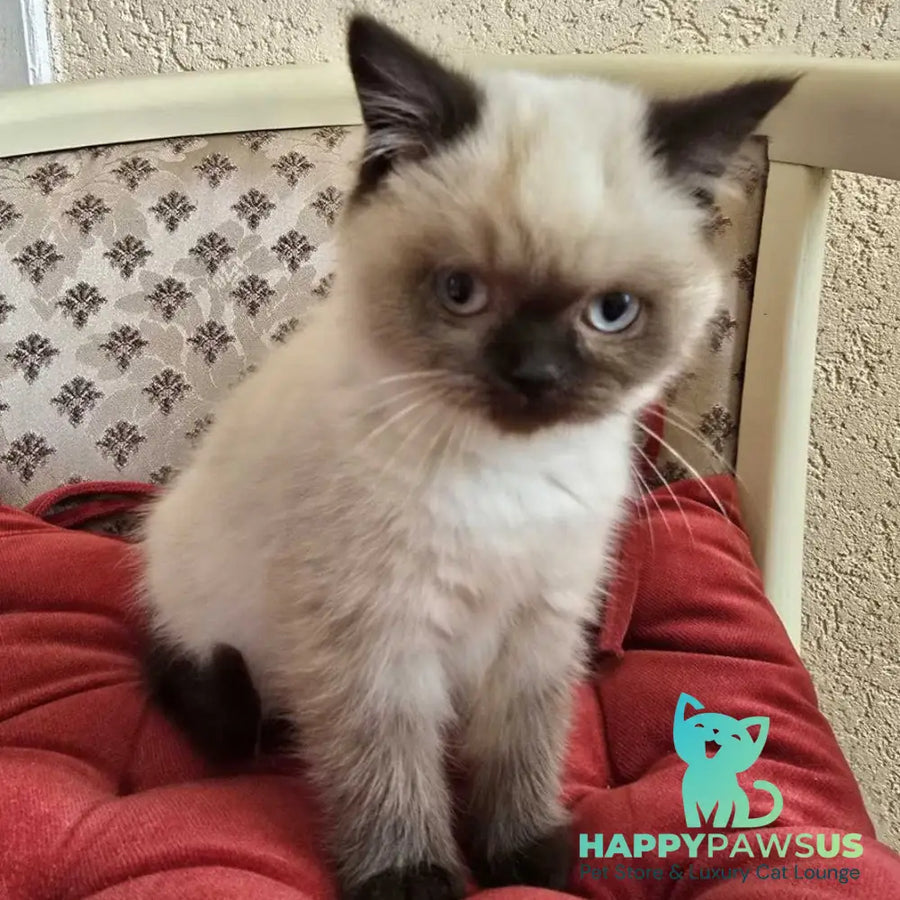Freya Scottish Straight female black pointed - live animals