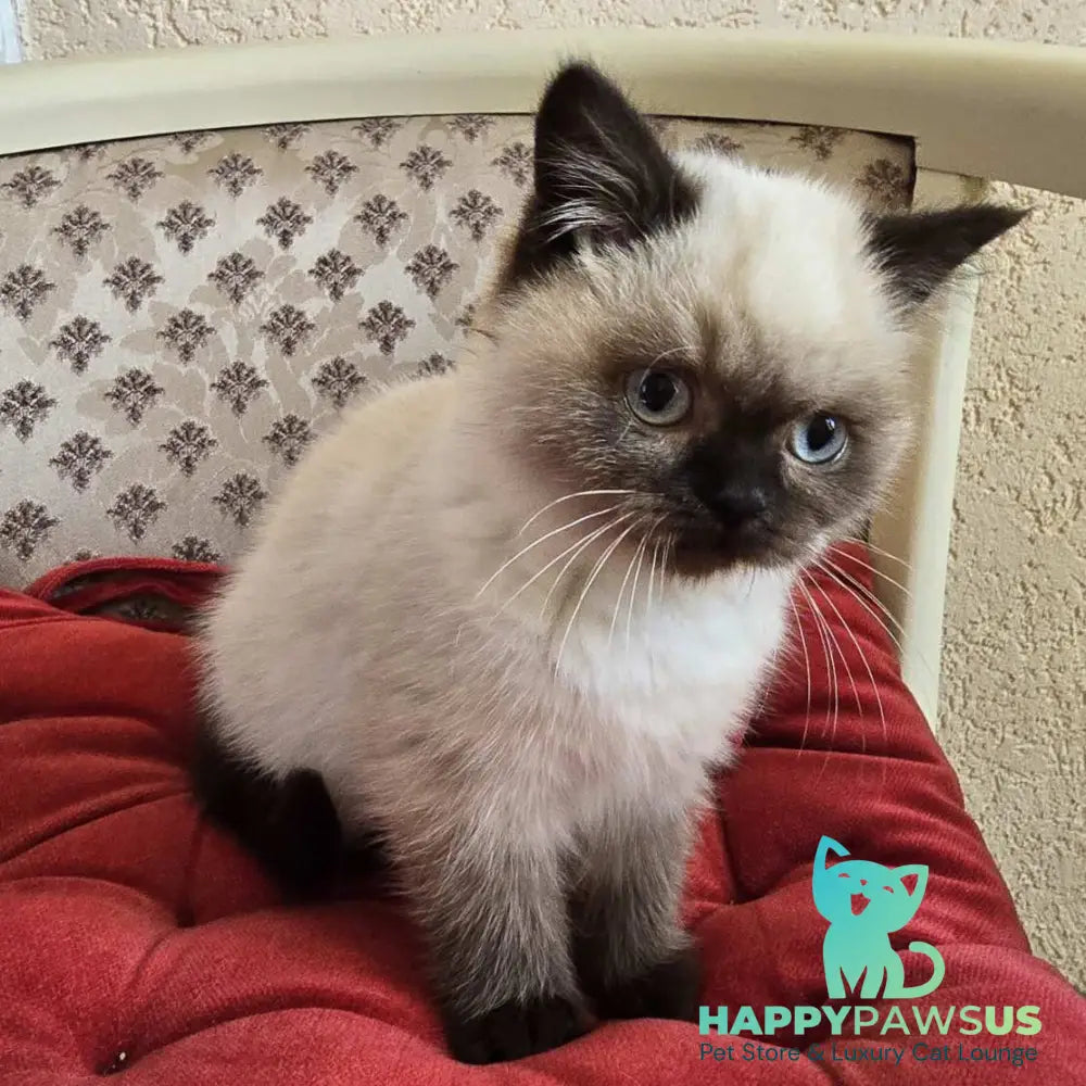 Freya Scottish Straight female black pointed - live animals