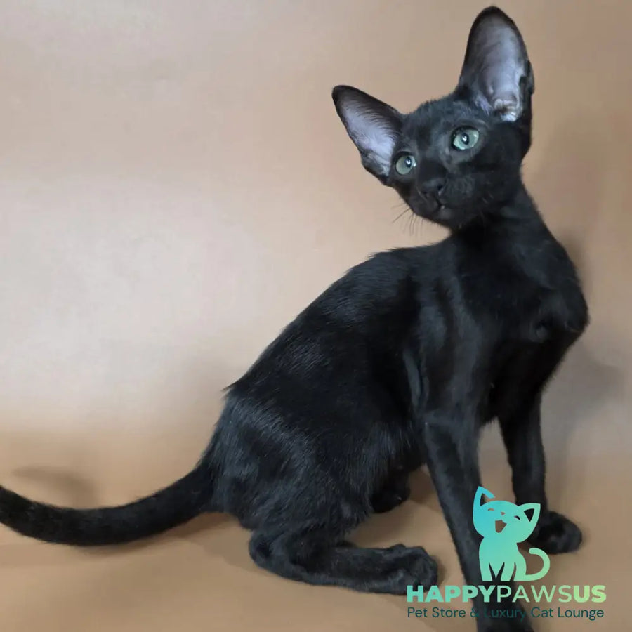 Freyr Oriental Shorthair male black - live animals