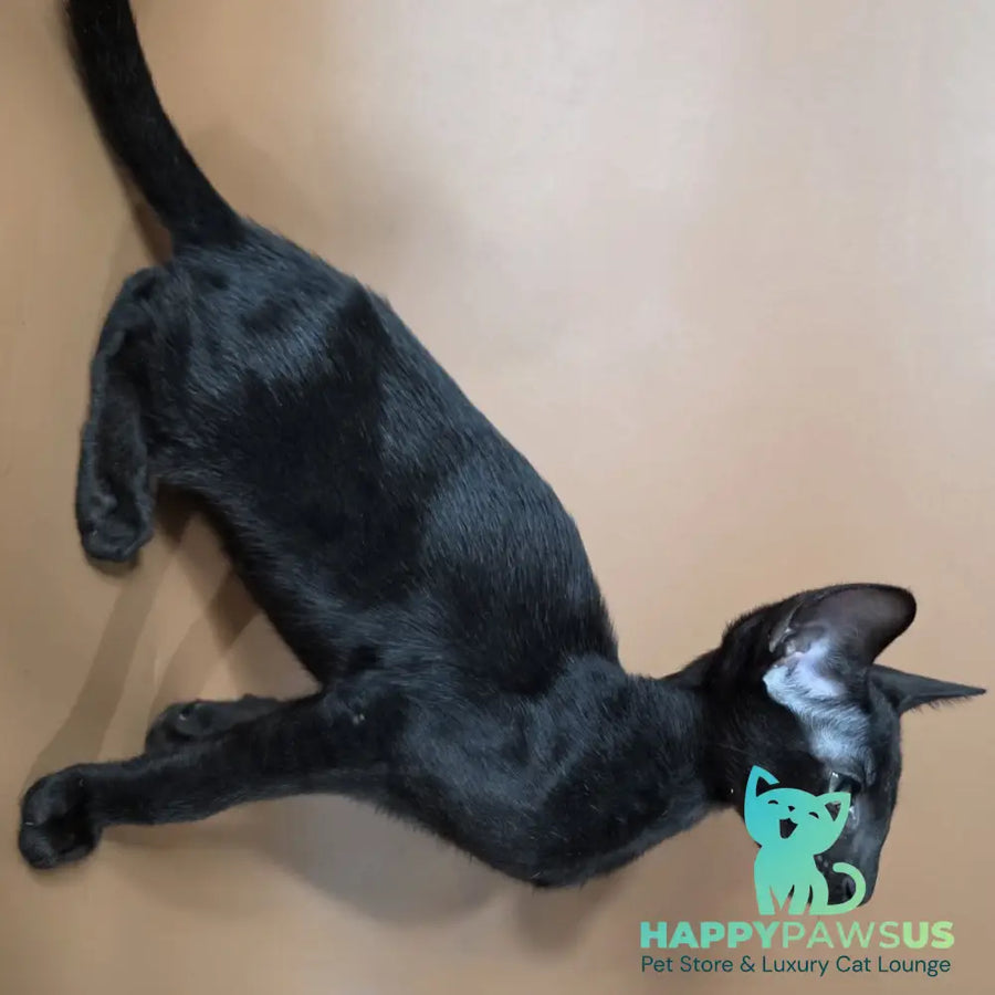 Freyr Oriental Shorthair male black - live animals