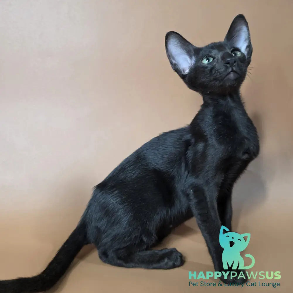 Freyr Oriental Shorthair male black - live animals
