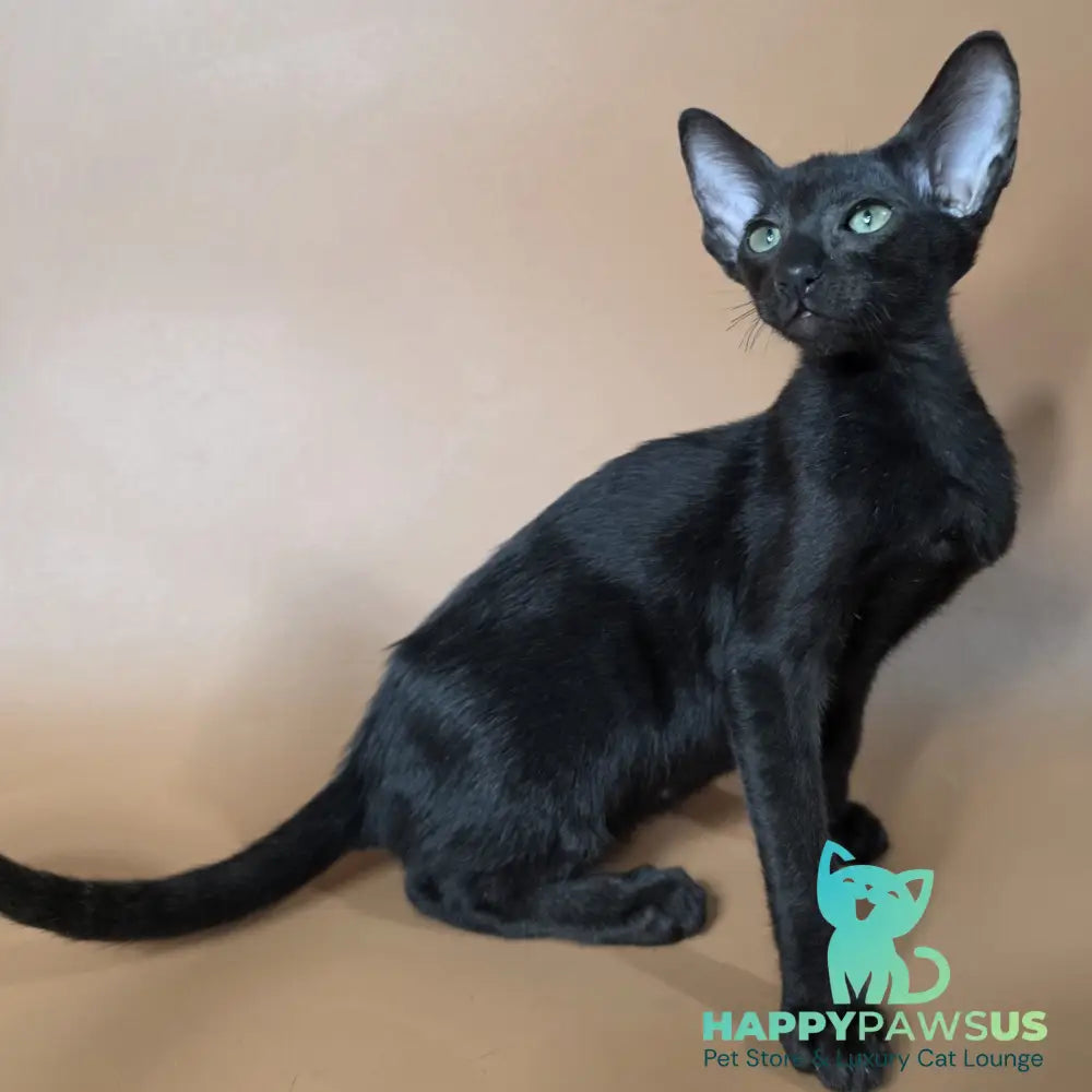 Freyr Oriental Shorthair male black - live animals