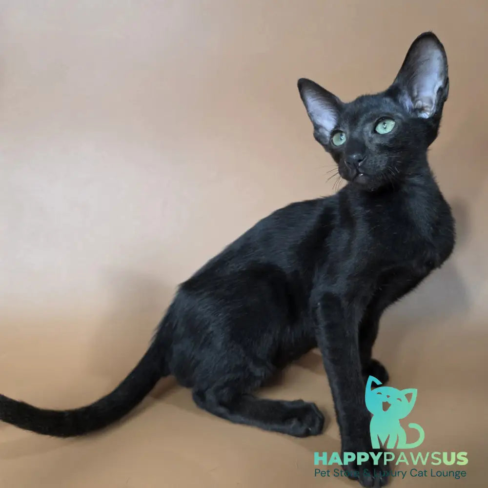 Freyr Oriental Shorthair male black - live animals