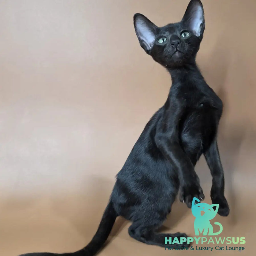 Freyr Oriental Shorthair male black - live animals
