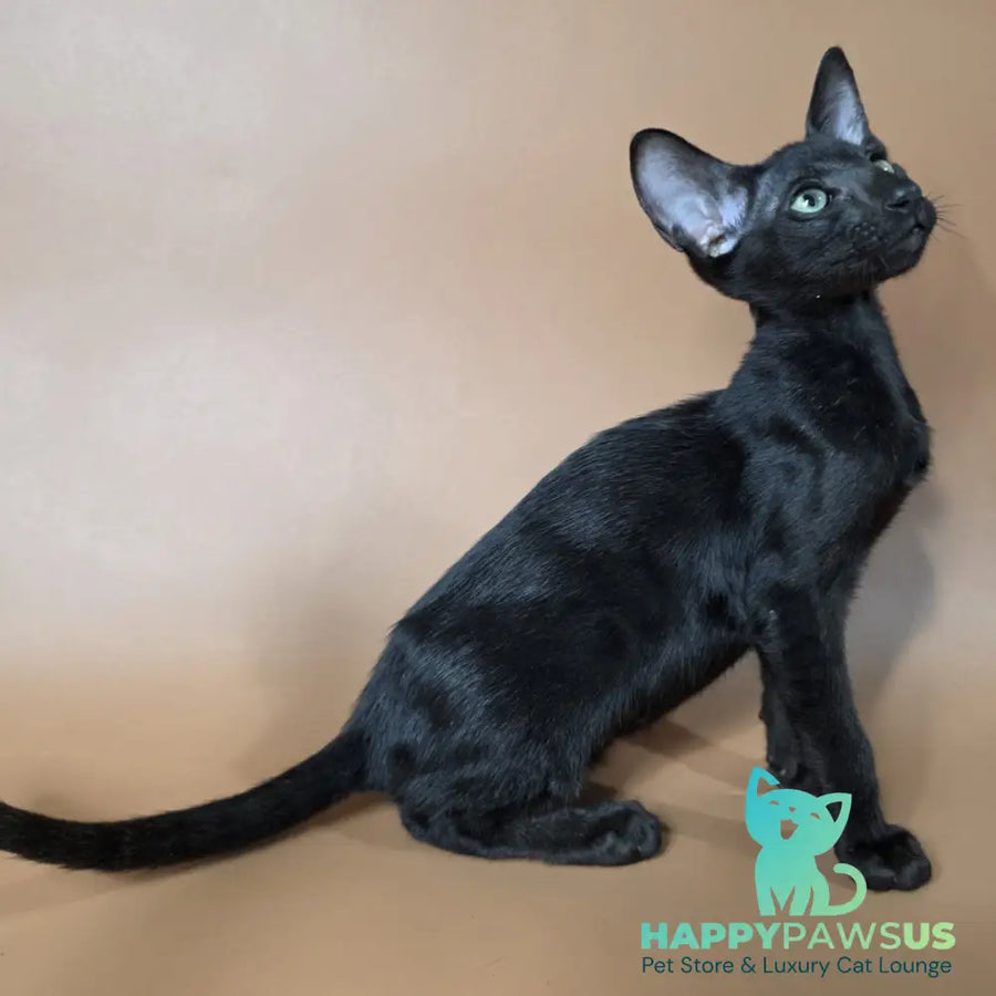 Freyr Oriental Shorthair male black - live animals