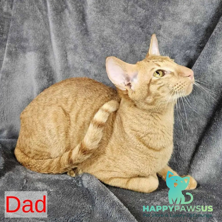 Freyr Oriental Shorthair male black - live animals