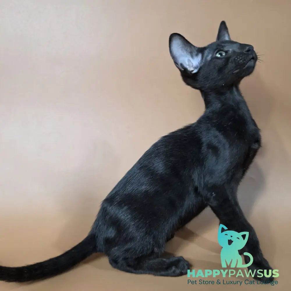 Freyr Oriental Shorthair male black - live animals