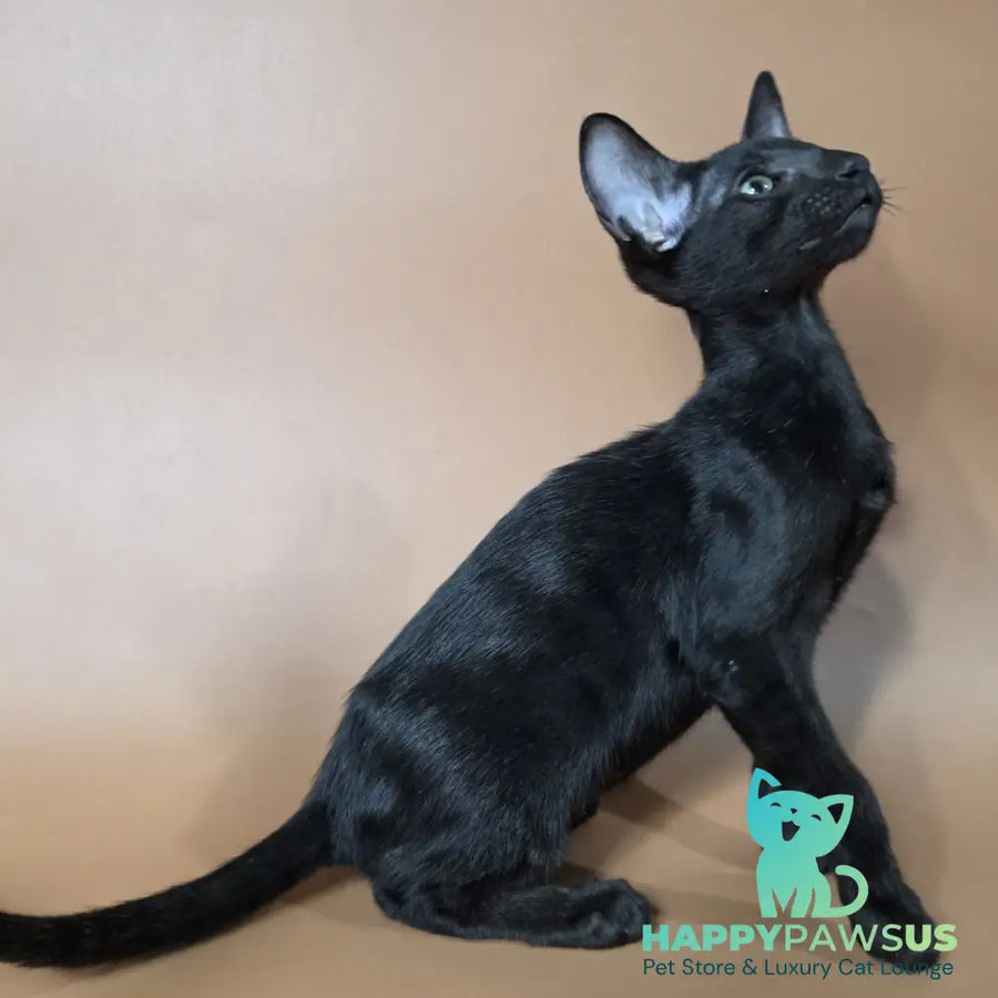 Freyr Oriental Shorthair male black - live animals