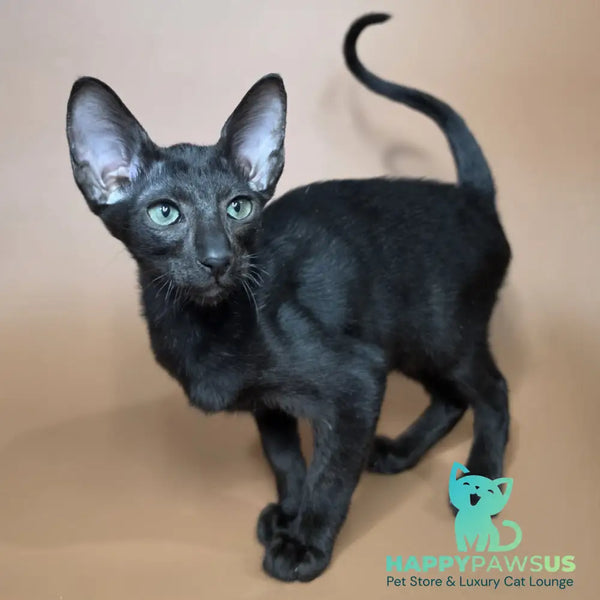 Freyr Oriental Shorthair male black - live animals