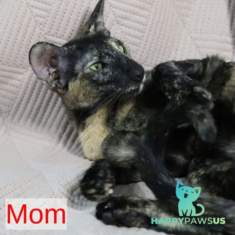 Freyr Oriental Shorthair male black - live animals