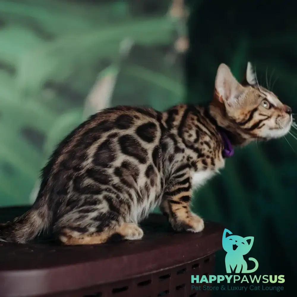 Frida Bengal female black spotted tabby - live animals
