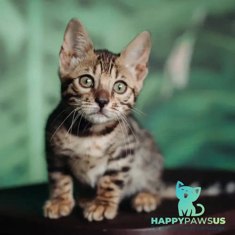 Frida Bengal female black spotted tabby - live animals
