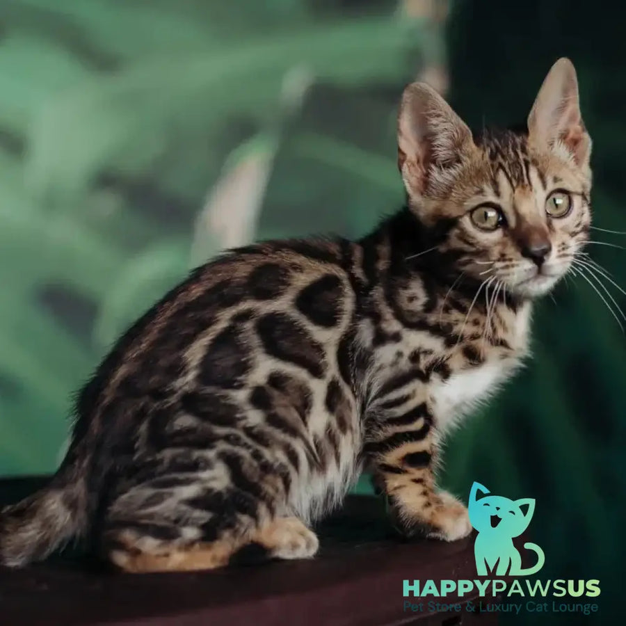 Frida Bengal female black spotted tabby - live animals