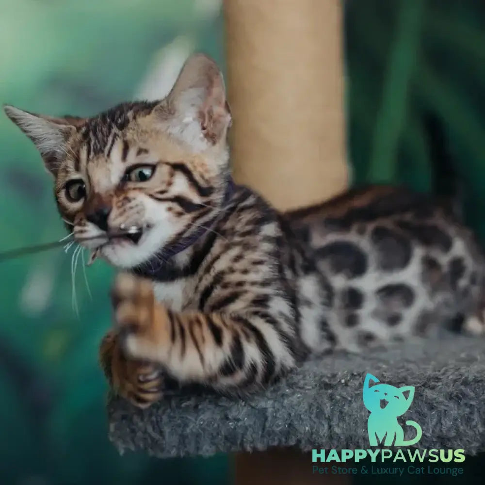 Frida Bengal female black spotted tabby - live animals