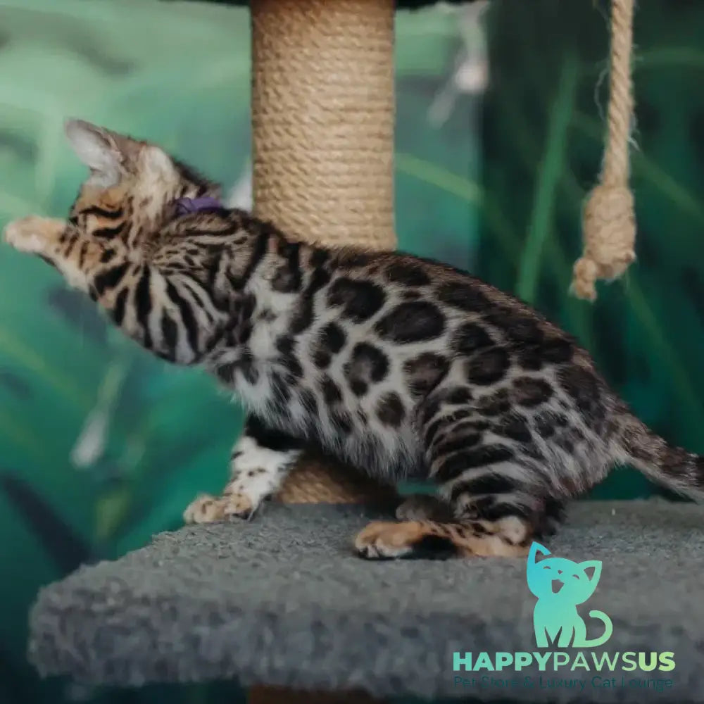 Frida Bengal female black spotted tabby - live animals