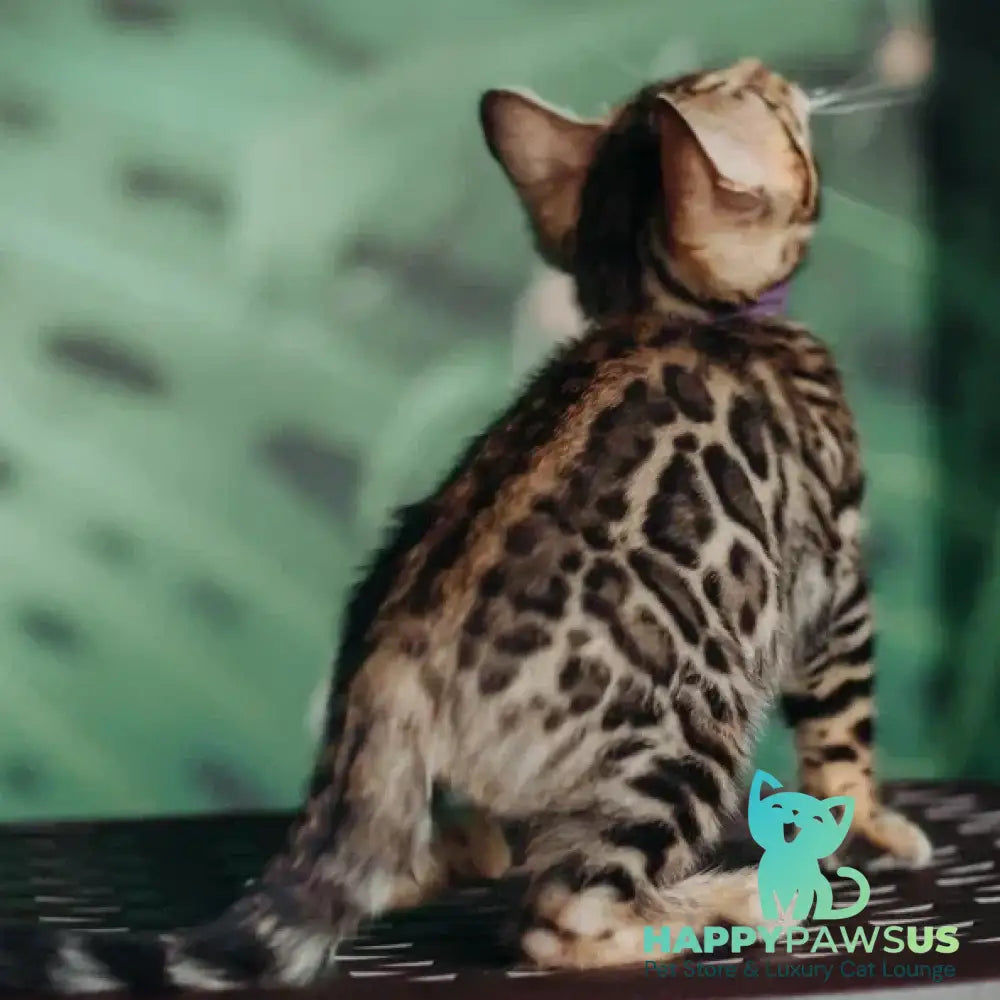 Frida Bengal female black spotted tabby - live animals