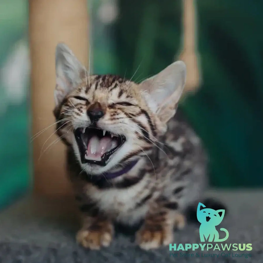 Frida Bengal female black spotted tabby - live animals