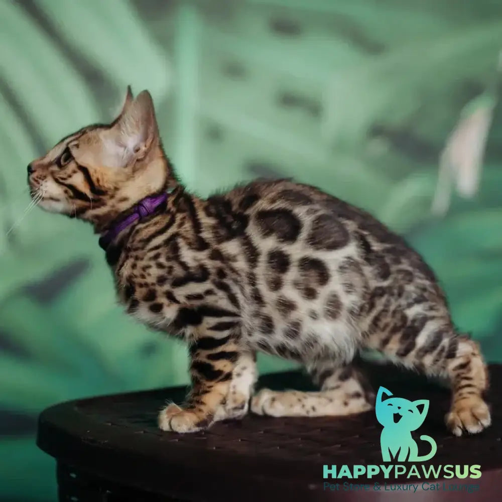 Frida Bengal female black spotted tabby - live animals