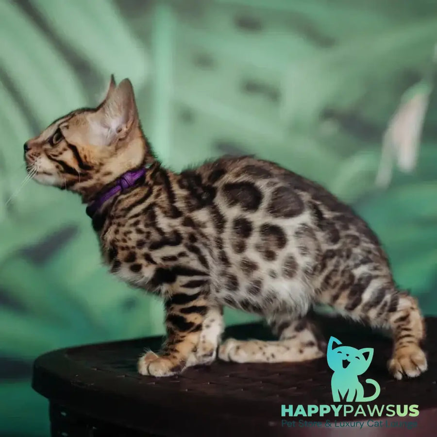 Frida Bengal female black spotted tabby - live animals