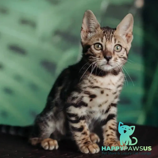 Frida Bengal female black spotted tabby - live animals