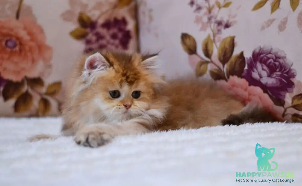 Frida British Longhair female chocolate golden shaded - live animals