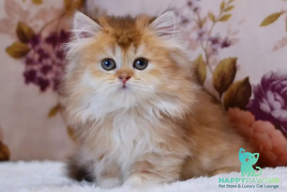 Frida British Longhair female chocolate golden shaded - live animals