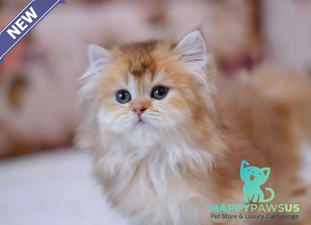 Frida British Longhair female chocolate golden shaded - live animals