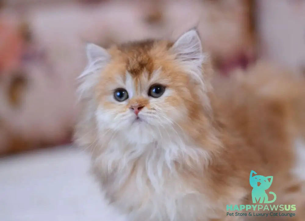 Frida British Longhair female chocolate golden shaded - live animals