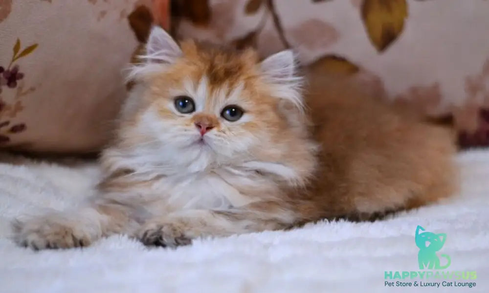 Frida British Longhair female chocolate golden shaded - live animals