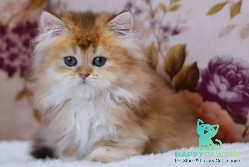 Frida British Longhair female chocolate golden shaded - live animals