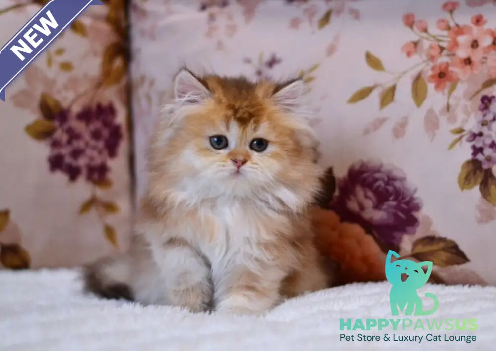 Frida British Longhair female chocolate golden shaded - live animals