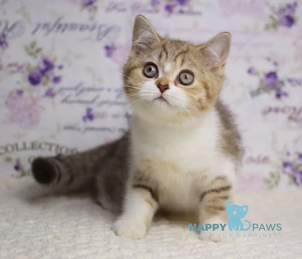 Frida British Shorthair female chocolate golden spotted tabby bicolour with white live animals