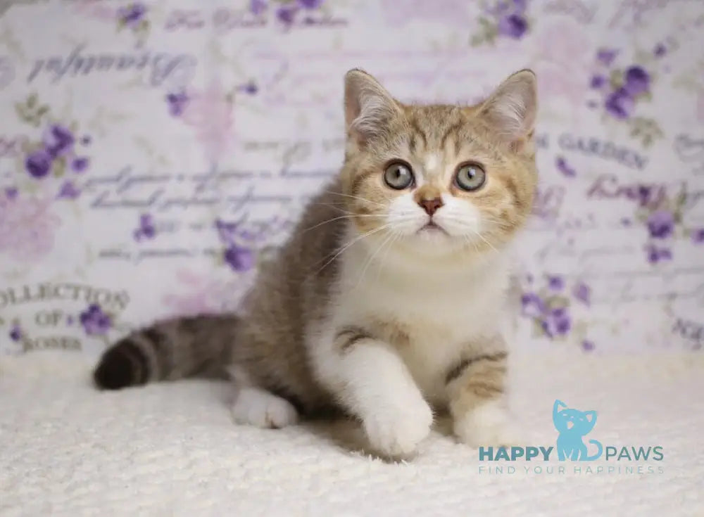 Frida British Shorthair female chocolate golden spotted tabby bicolour with white live animals