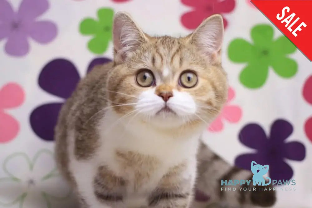 Frida British Shorthair female chocolate golden spotted tabby bicolour with white live animals