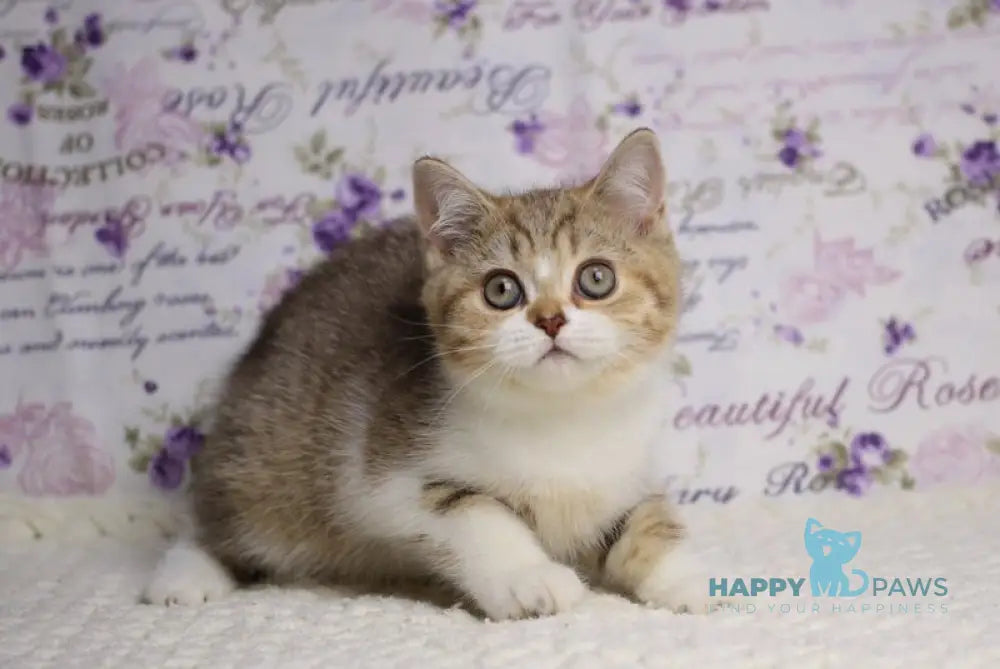 Frida British Shorthair female chocolate golden spotted tabby bicolour with white live animals