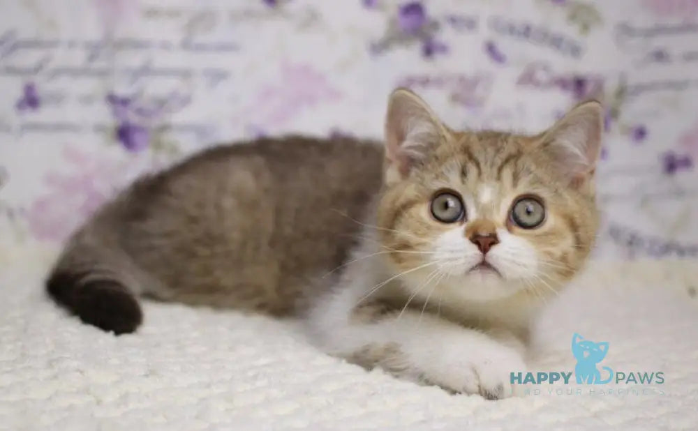 Frida British Shorthair female chocolate golden spotted tabby bicolour with white live animals