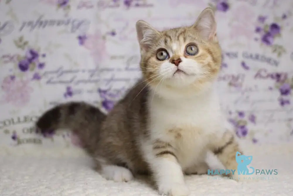 Frida British Shorthair female chocolate golden spotted tabby bicolour with white live animals