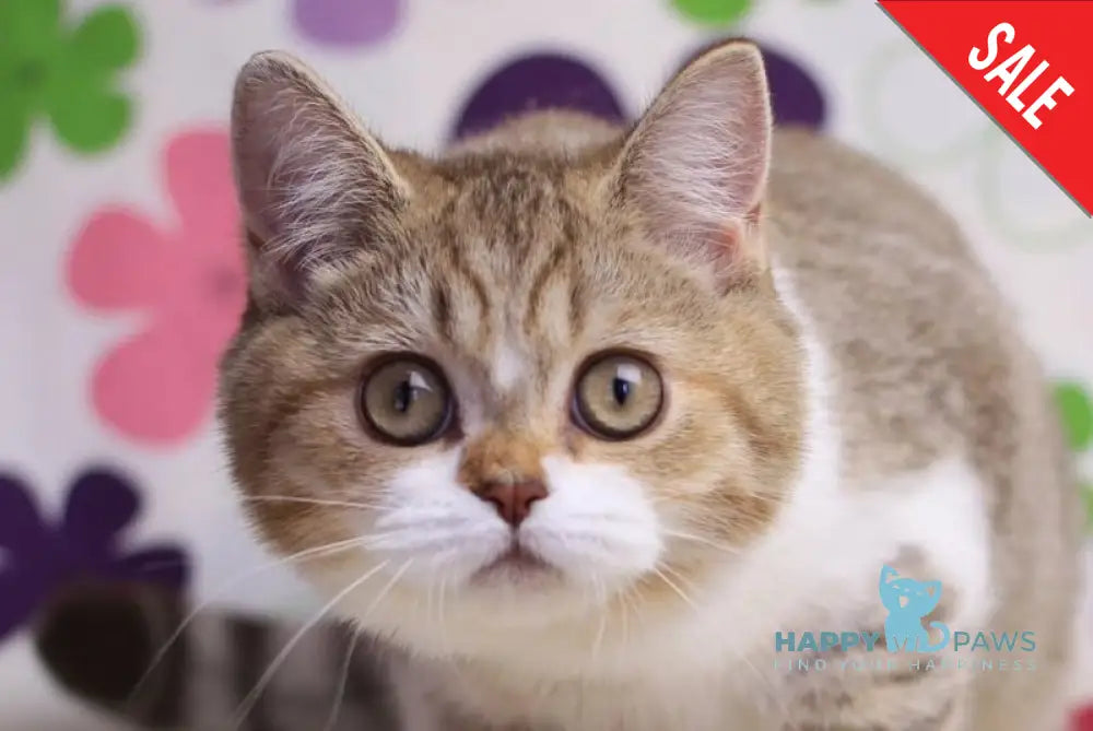 Frida British Shorthair female chocolate golden spotted tabby bicolour with white live animals