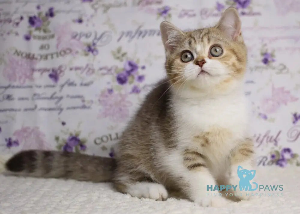 Frida British Shorthair female chocolate golden spotted tabby bicolour with white live animals