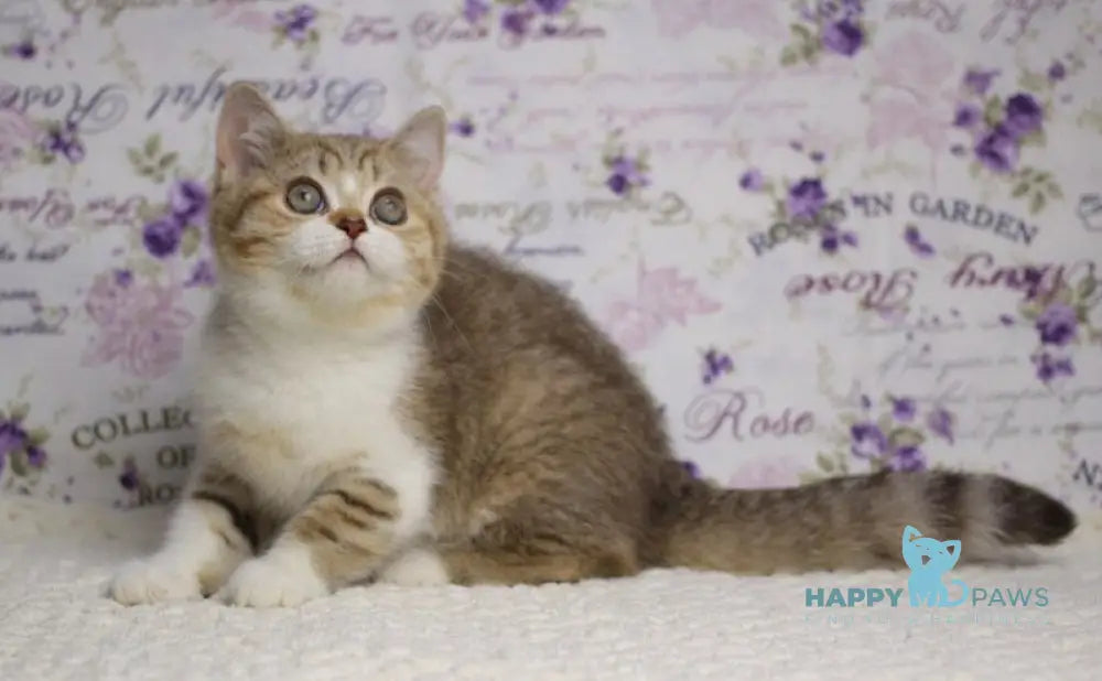 Frida British Shorthair female chocolate golden spotted tabby bicolour with white live animals