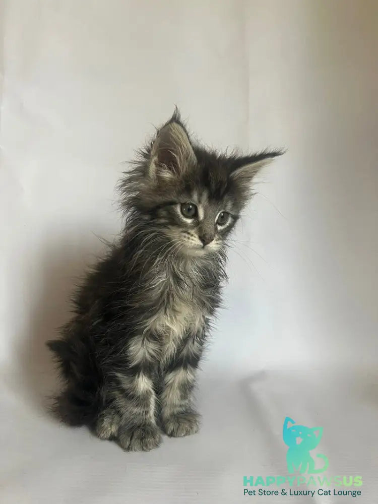 Frida Maine Coon female black tabby - live animals